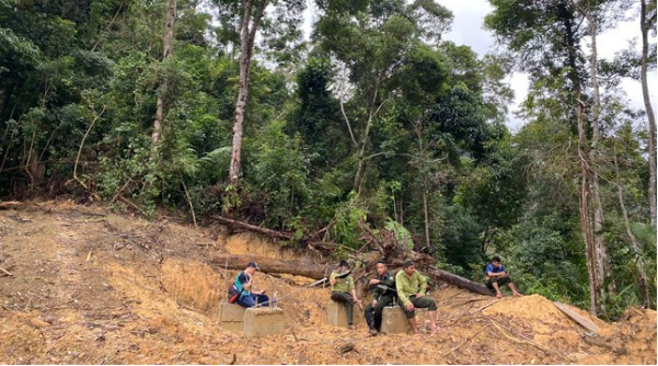 Phá rừng làm đường dây tải điện ở Quảng Nam: Bắt một giám đốc công ty vì hủy hoại rừng